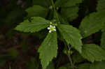 White avens